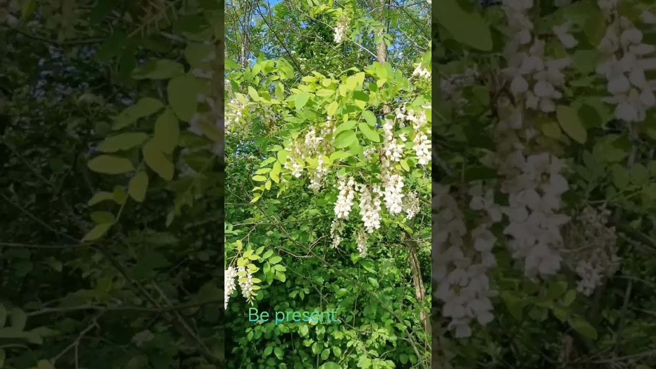Nature connection #centring #mindfulmoments #naturehealing #natureconnection