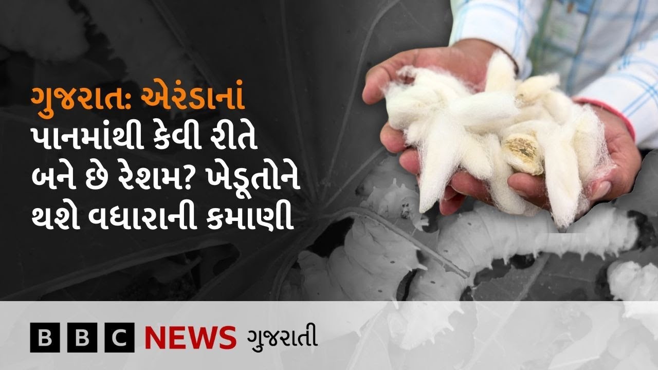 Banaskantha : એરંડાના પાનમાંથી રેશમ બનાવવામાં પ્રાથમિક સફળતા, ખેડૂતોની આવક કેવી રીતે વધશે?