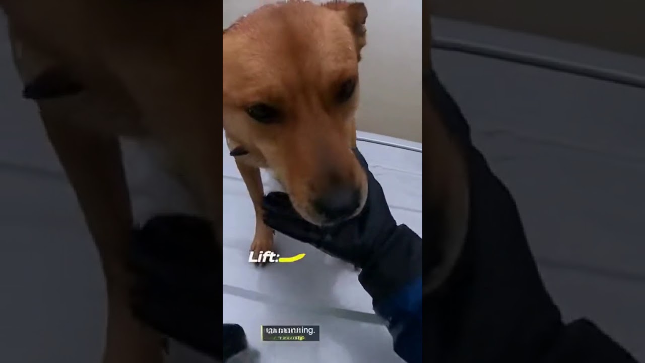 Dog Trapped in Flooded Area: Heart-Pumping Rescue Caught on Body Cam