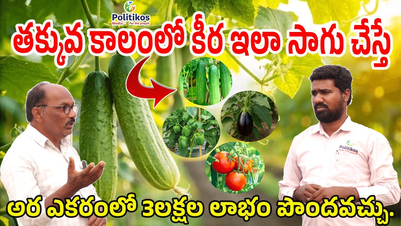 🤩 Within 45 Days Cucumber Farming :  గ్రీన్ హౌస్ లో ఇంగ్లీష్ కీర పంట | 
