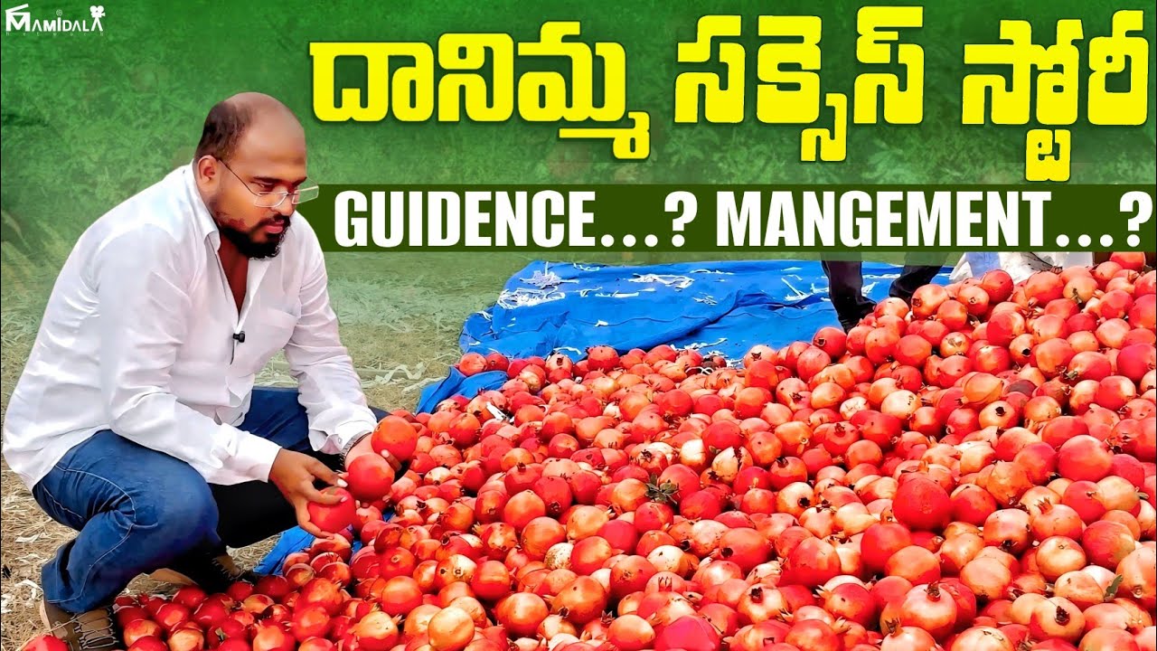 దానిమ్మ సక్సెస్ స్టోరీ | GUIDANCE | MANAGEMENT | POMEGRANATE FARMING TELUGU | CULTIVATION 