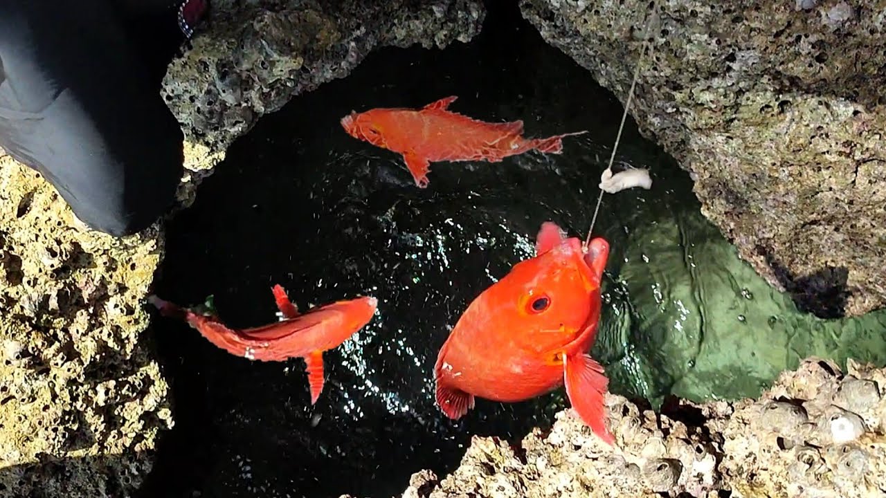 strike ikan dari Lubang batu, bule tidak mau pulang gara2 spot ikan ini 😱