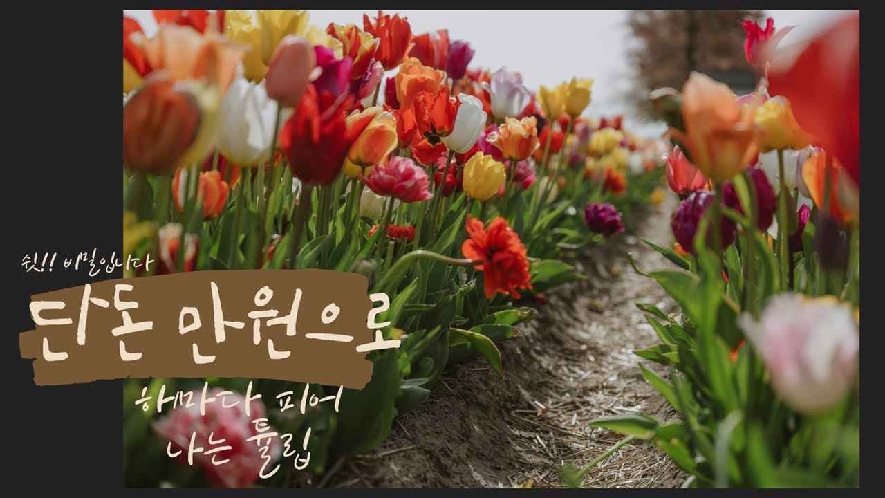 튤립구근을 캐지 않고 기르는 방법/ 매년 다시 피우는 법