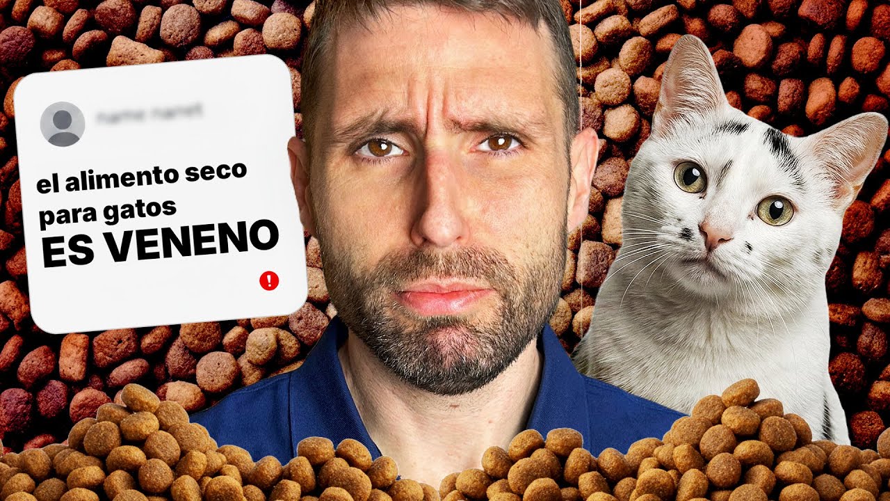 ¿A favor o en contra del ALIMENTO SECO PARA GATOS? 😾🥩🆚🍚