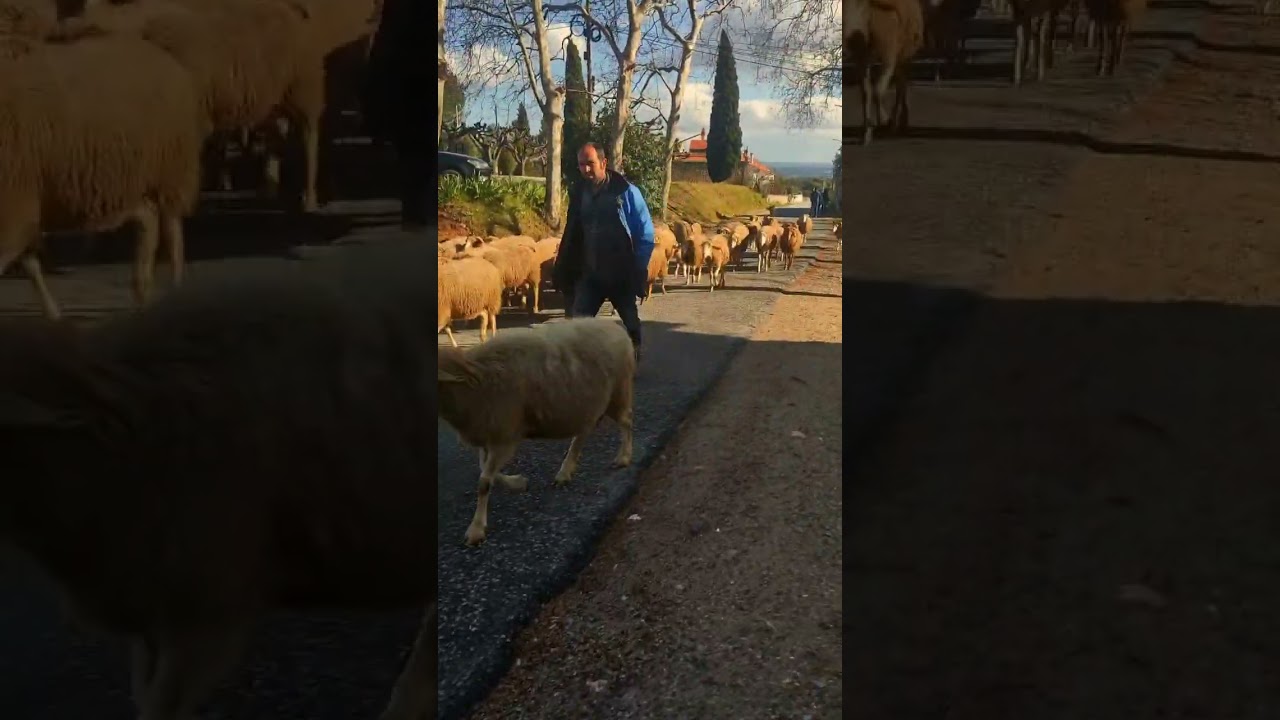 You wouldn&rsquo;t find this in the London suburbs #portugal#rural#slowliving#homestead#sheep