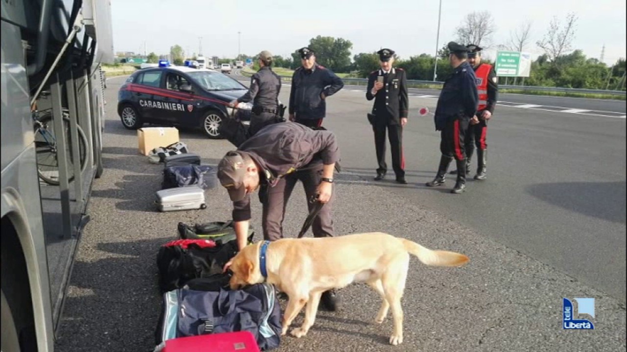 Gita rovinata, cani antidroga trovano marijuana e hashish su pullman di studenti: 4 segnalati