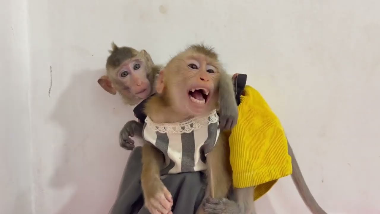 [Omq..] big monkey Jasmine too much anqrrii with Koy Nazztii active a round her 