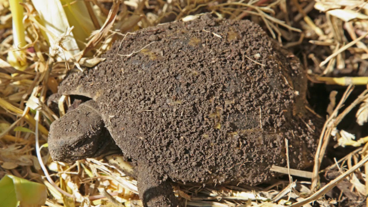 Il letargo delle tartarughe di terra!