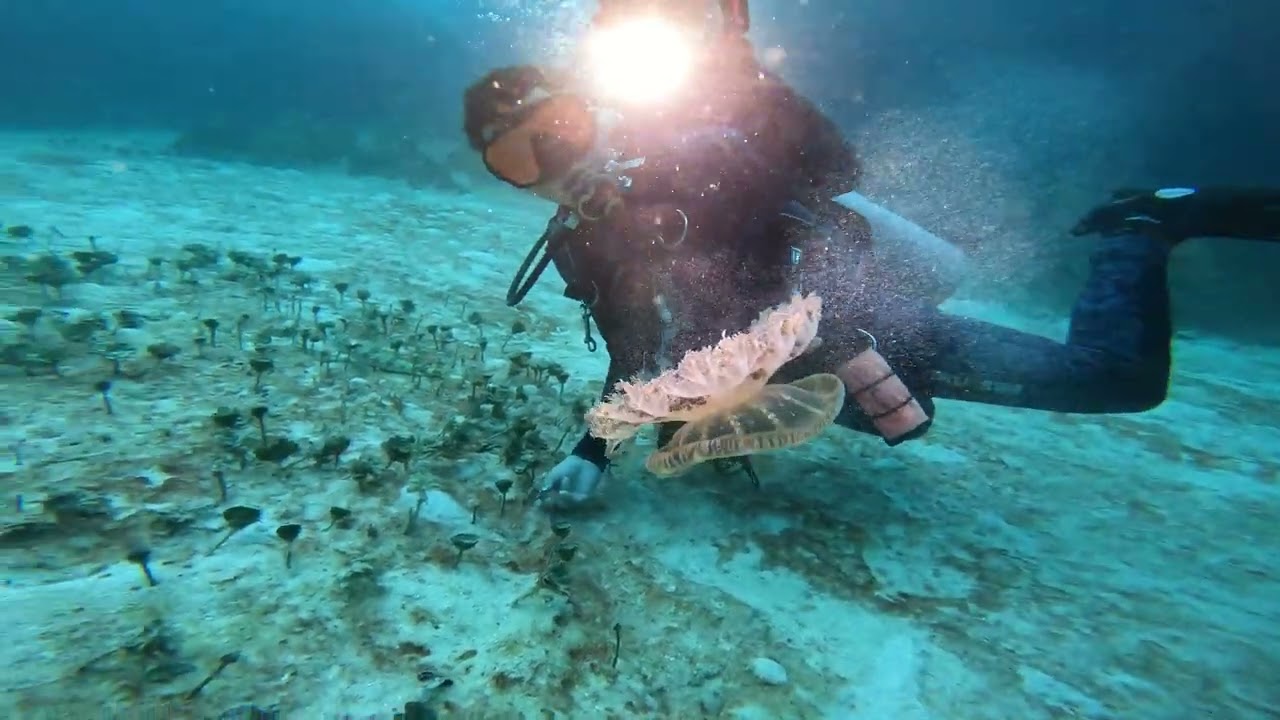 Central America - S01E05 (Life underwater Honduras and Panama)