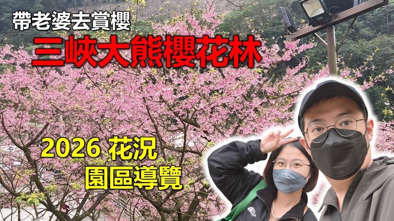 【Hank】2026三峽大熊櫻花林花況、花期、園區導覽 | 北部最大櫻花林秘境!! | 新北景點秘境