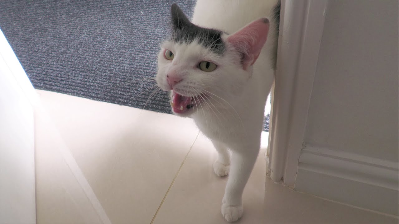 Daily Visit From The Neighbours Cat