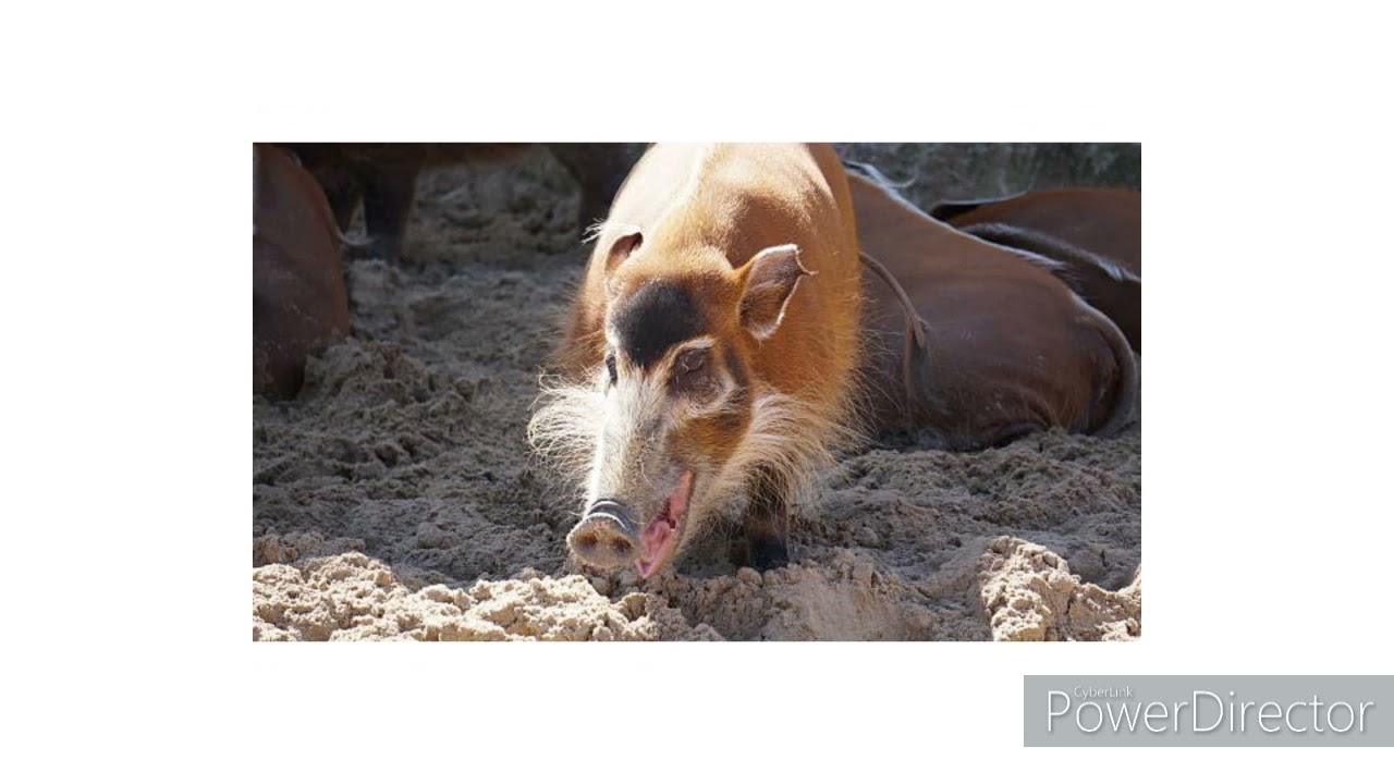 un jour un Suidae (le potamoch&egrave;re) Version FR