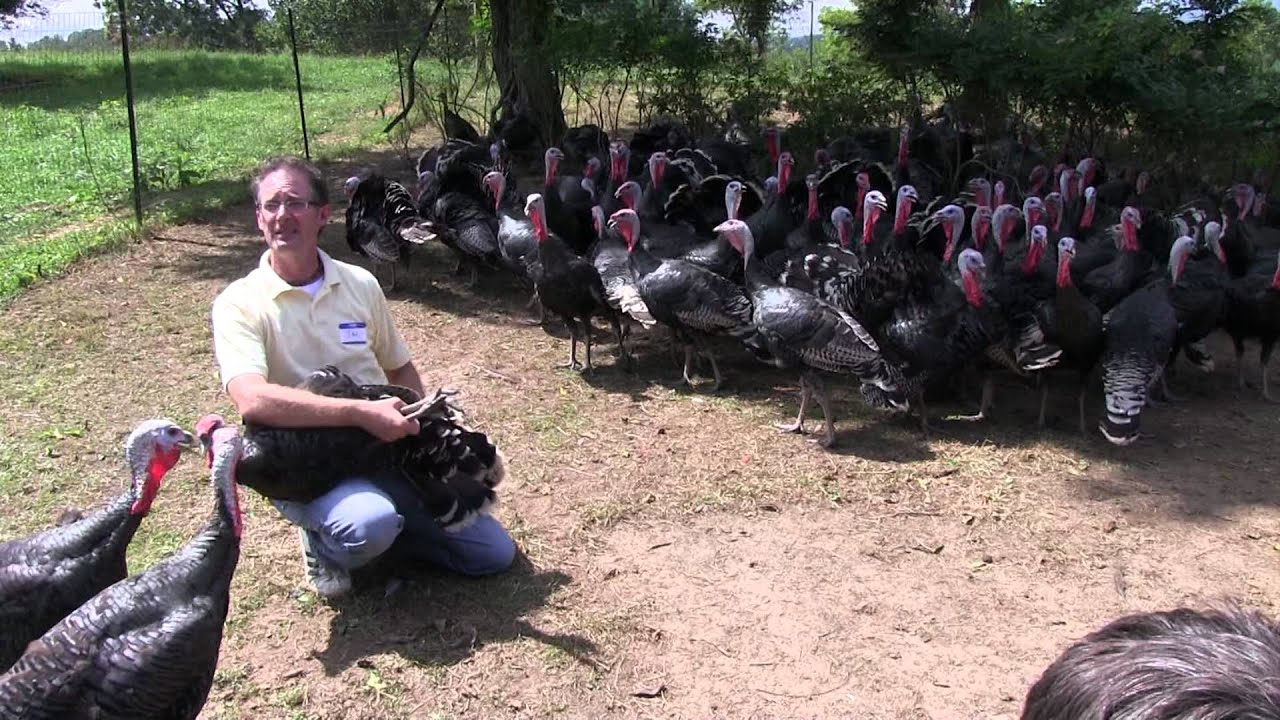 Raising Heritage Poultry Part 11