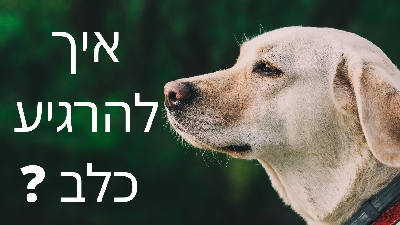 אילוף כלבים | איך להרגיע כלב  ? | התרגשות לפני טיול ? | טל שלוש ואורלי נחמיאס מאלפי כלבים בכירים
