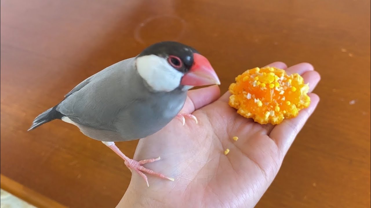 文鳥 あずき 10歳の誕生日  Java sparrow
