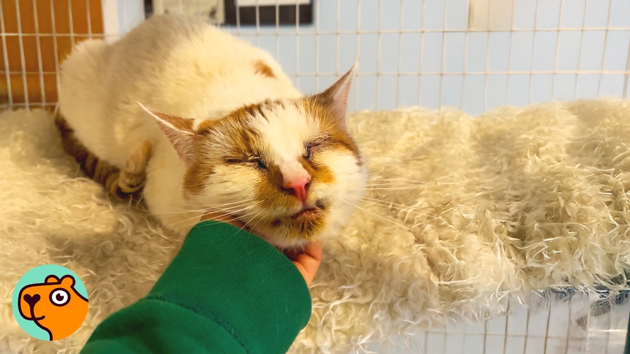 Nobody Wanted This Cat, Until This Woman Saw His Face | Cuddle Buddies