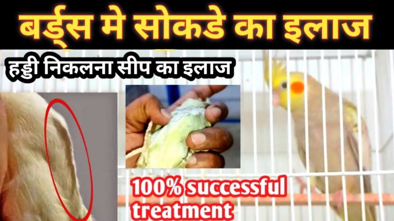 बर्ड्स मे सोकडे का सही इलाज || exotic birds main seep ka ilaj / how to treatment sick birds