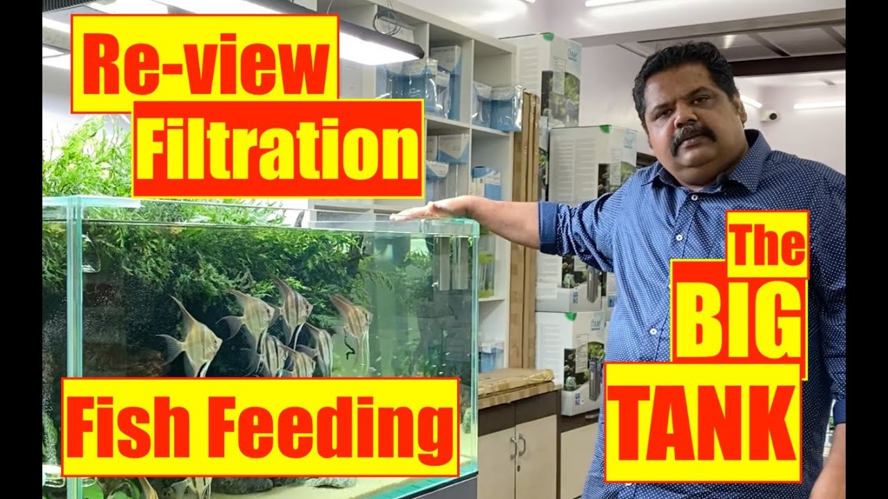 The Big Tank Review- 1000 litre Aquarium | Mayur dev Tips- Filtration, Feeding Fish, Nature Aquarium