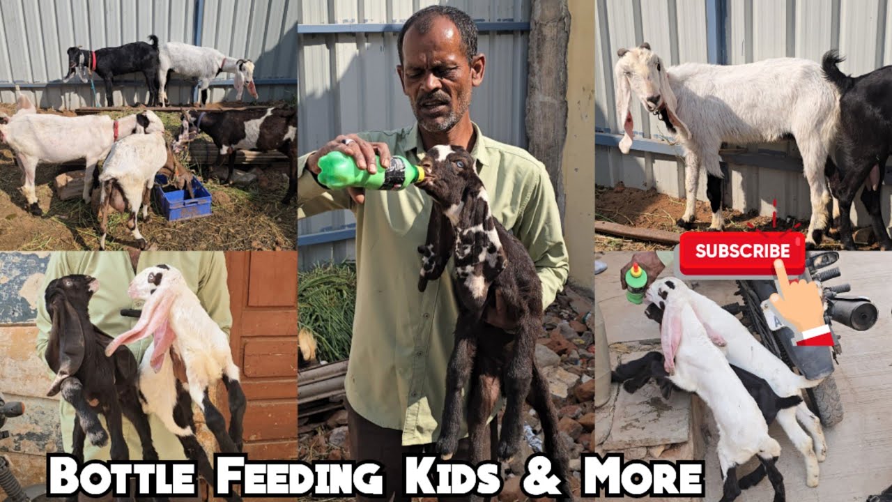  Bottle Feeding Goat Kids | Hyderabadi Bakriya & More Available @Khaja Goat Farm | RiyasathNagar Hyd