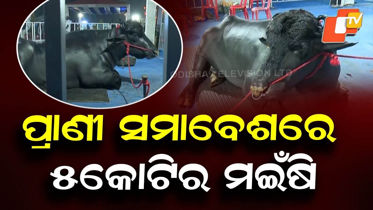 ₹5-Crore Buffalo Draws Huge Crowd at Bhubaneswar Animal Convention