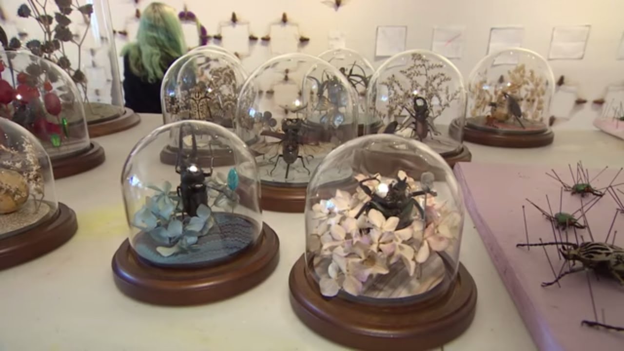 Making art from bugs