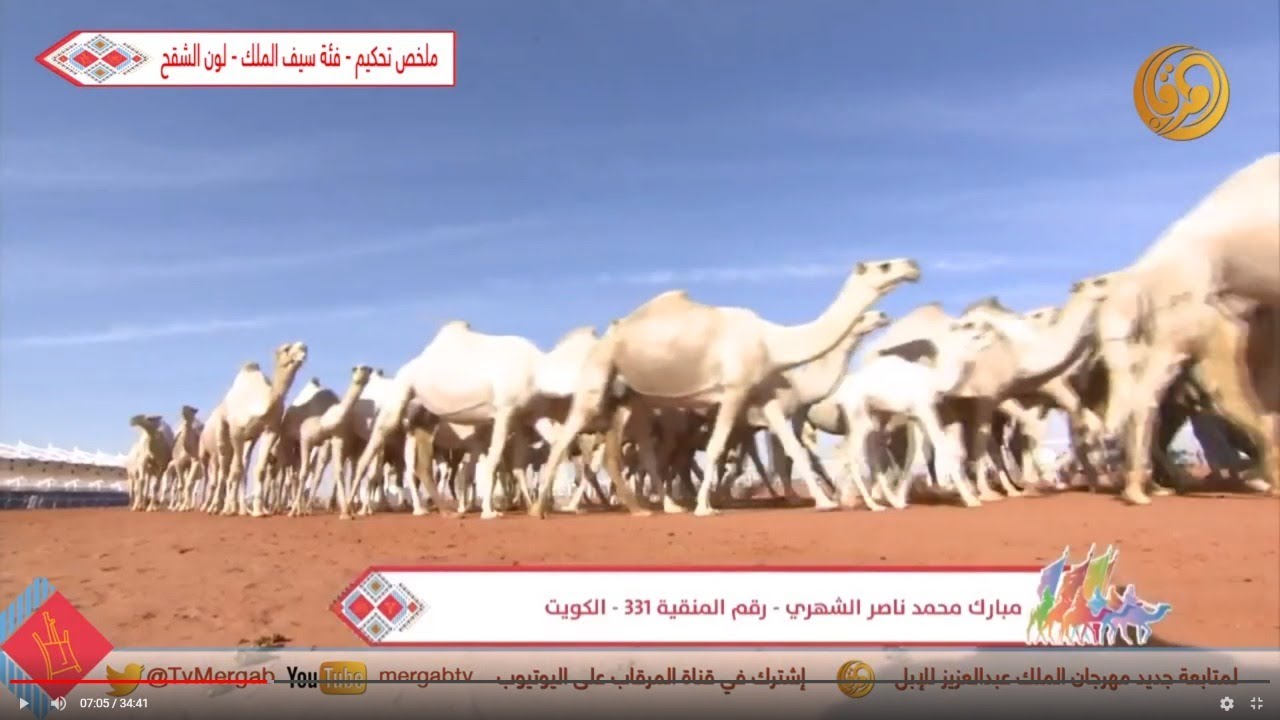 ملخص تحكيم - فئة سيف الملك - لون الشقح #مهرجان_الملك_عبدالعزيز_للإبل_4