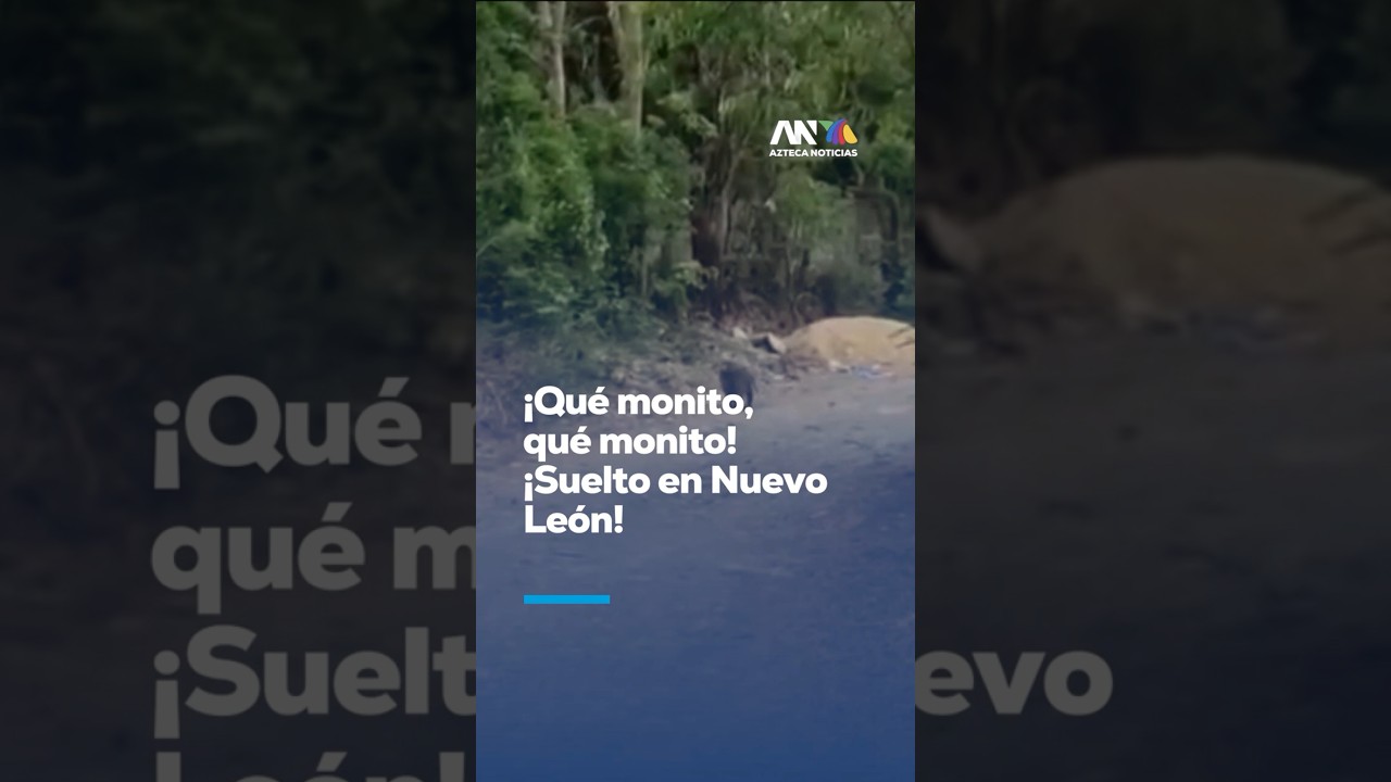 &iexcl;Pero qu&eacute; monito! | Aparece un mandril en calles de Santiago, Nuevo Le&oacute;n