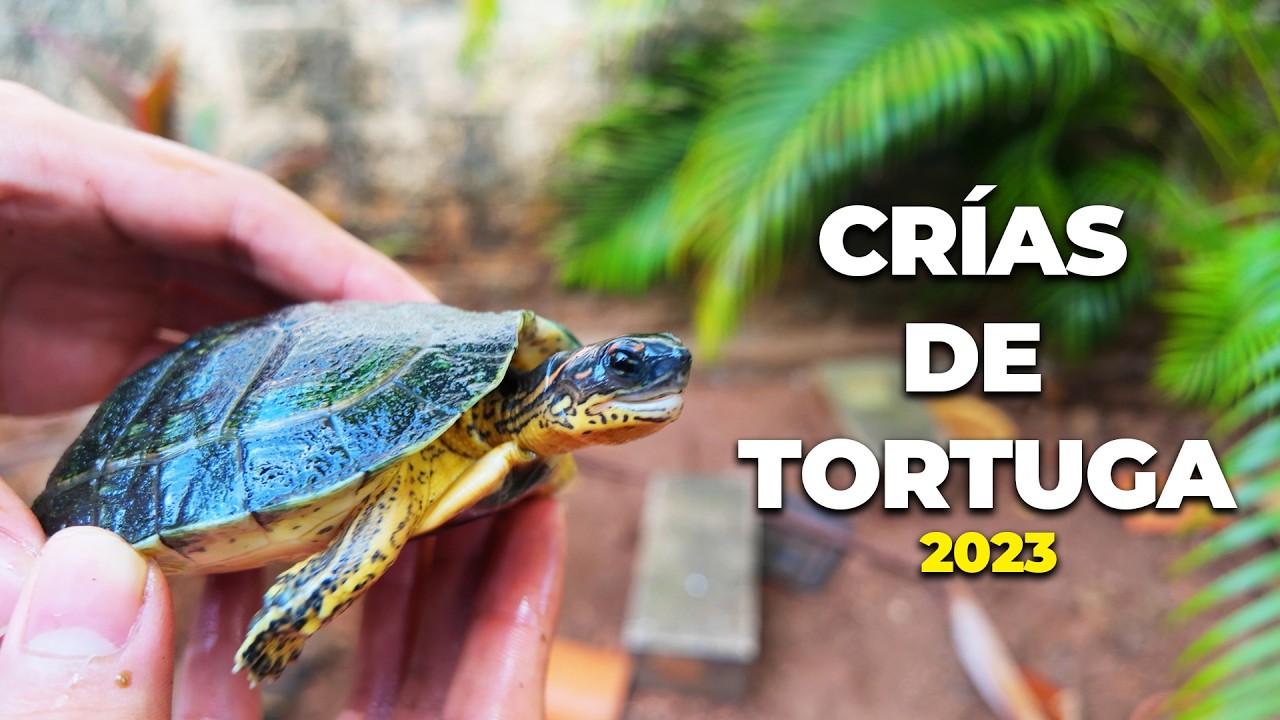 Así Crecieron mis TORTUGAS después de 1 AÑO! 🐢
