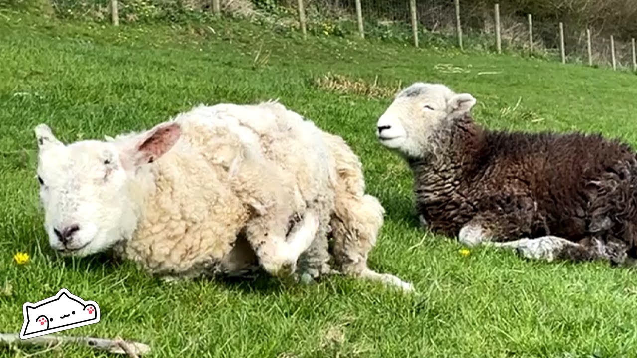 Girl Rescued Sheep Who Never Seen Daylight. Now They are Most Delightful | Cuddle Farm