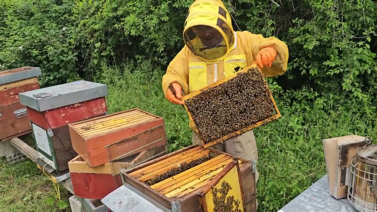 Apicoltura 2025: il flusso nettarifero arriva o no? Lo scopriremo presto!