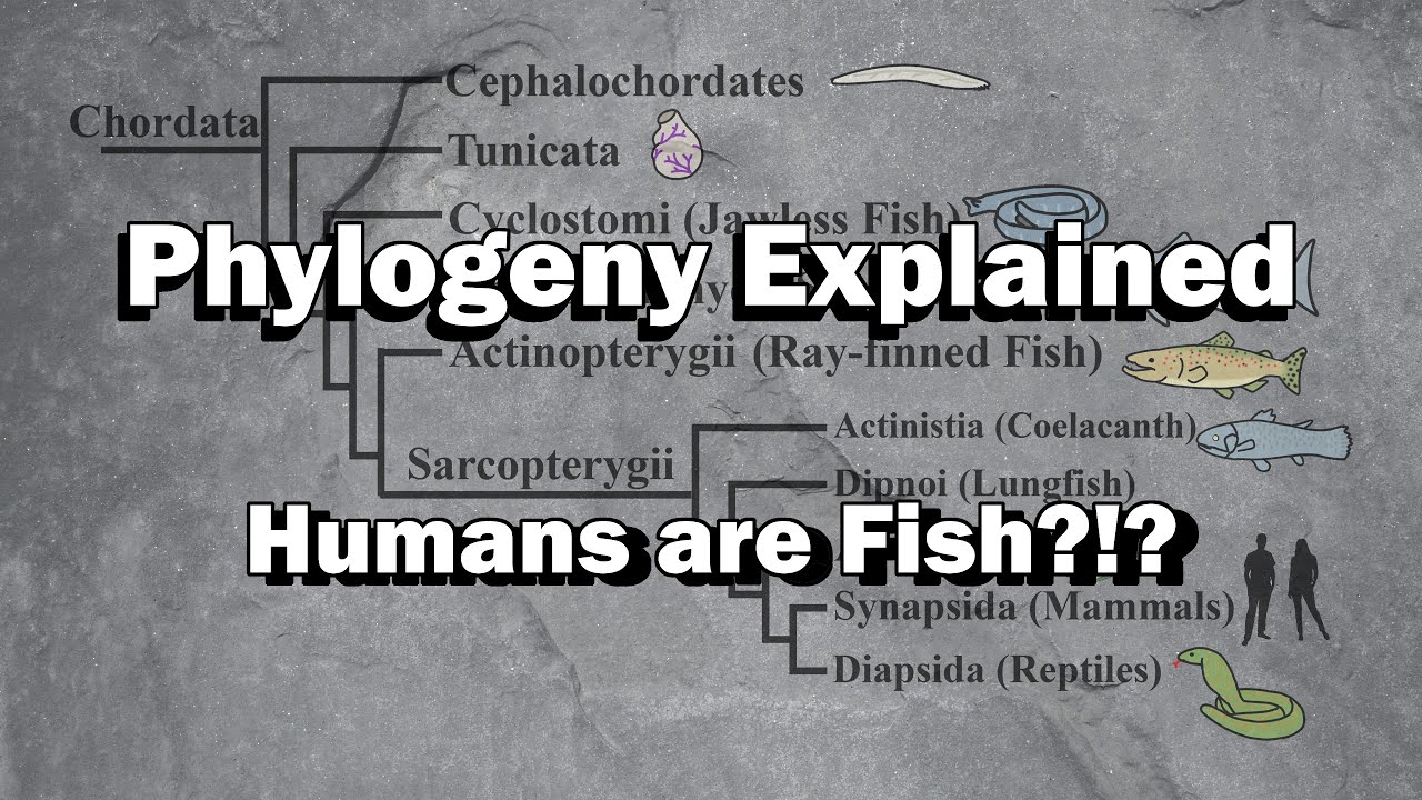 Phylogeny Explained - YOU are a Fish!