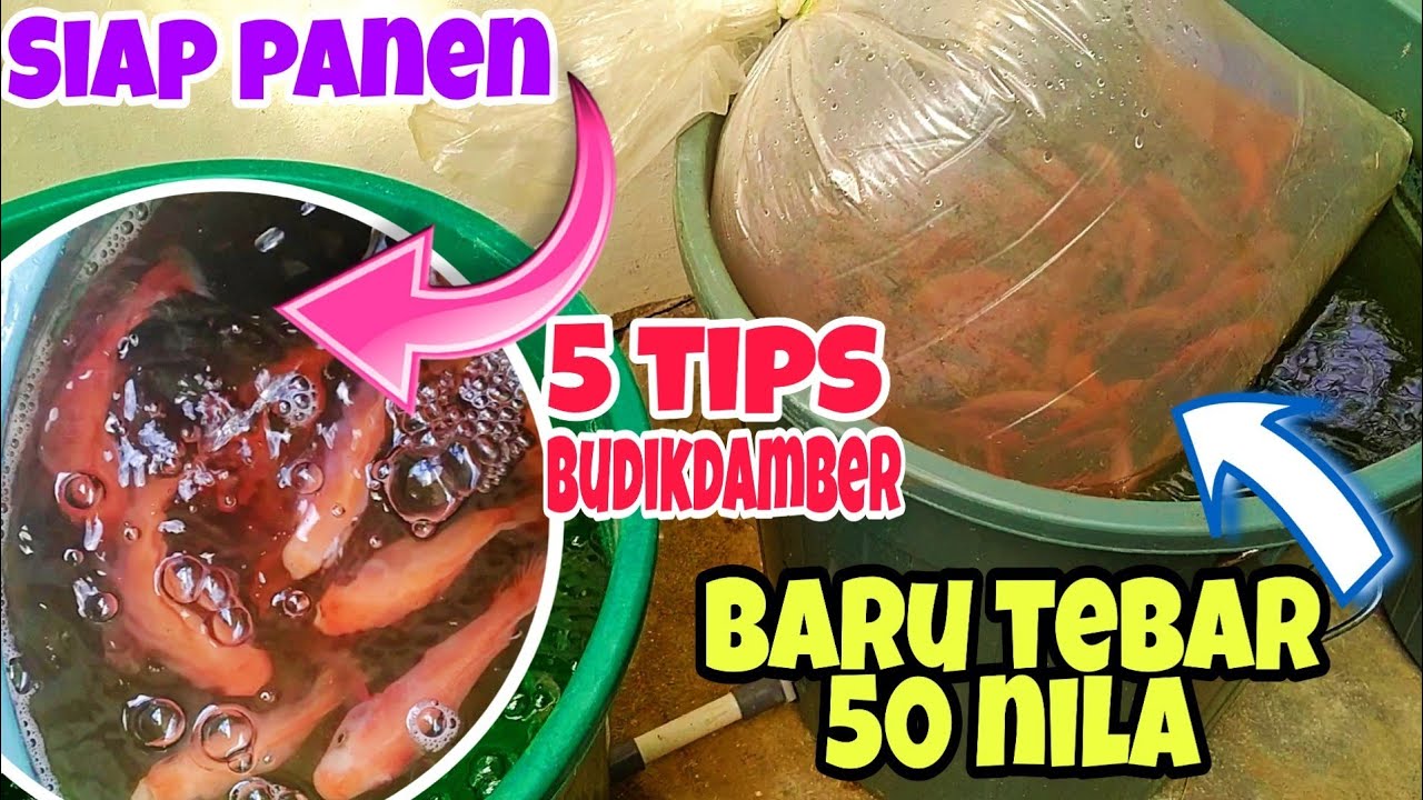 5 Tips Budikdamber Nila | Bisa Besar & Tidak Mati di Ember