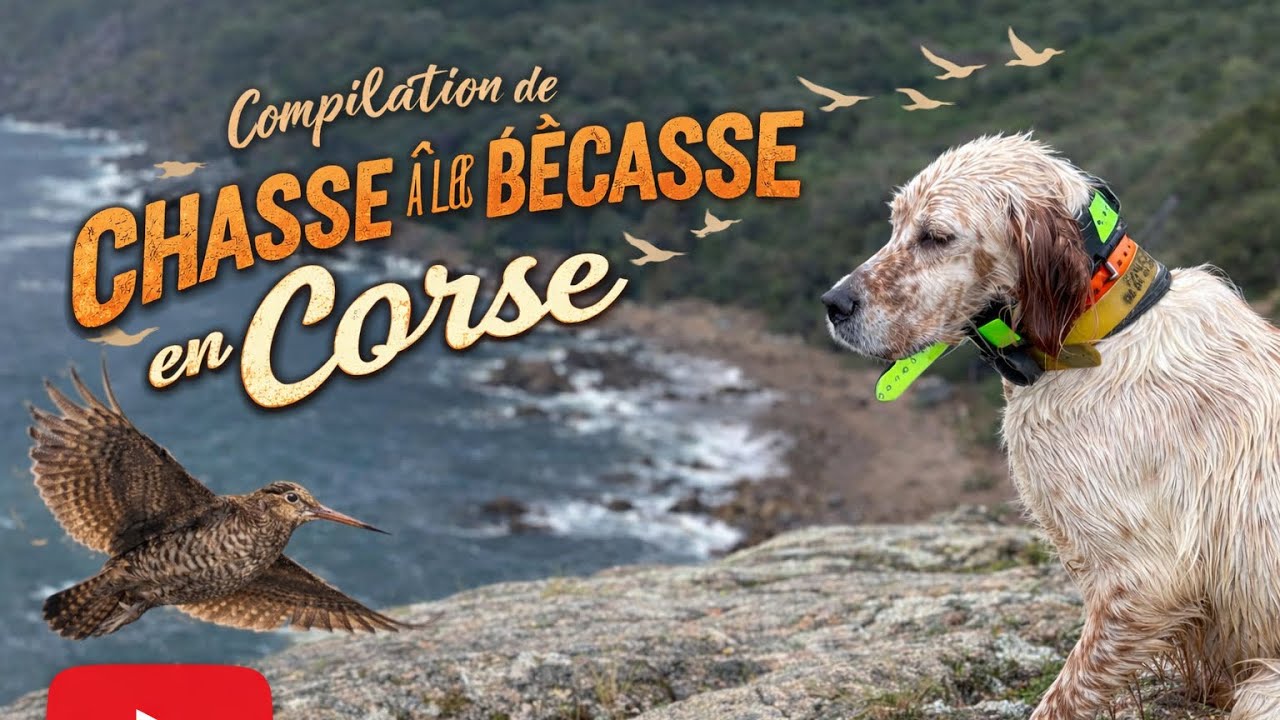 Compilation chasse bécasse Corse 2025/2026 8 bécasses à l’arrêt des setters !!!! 