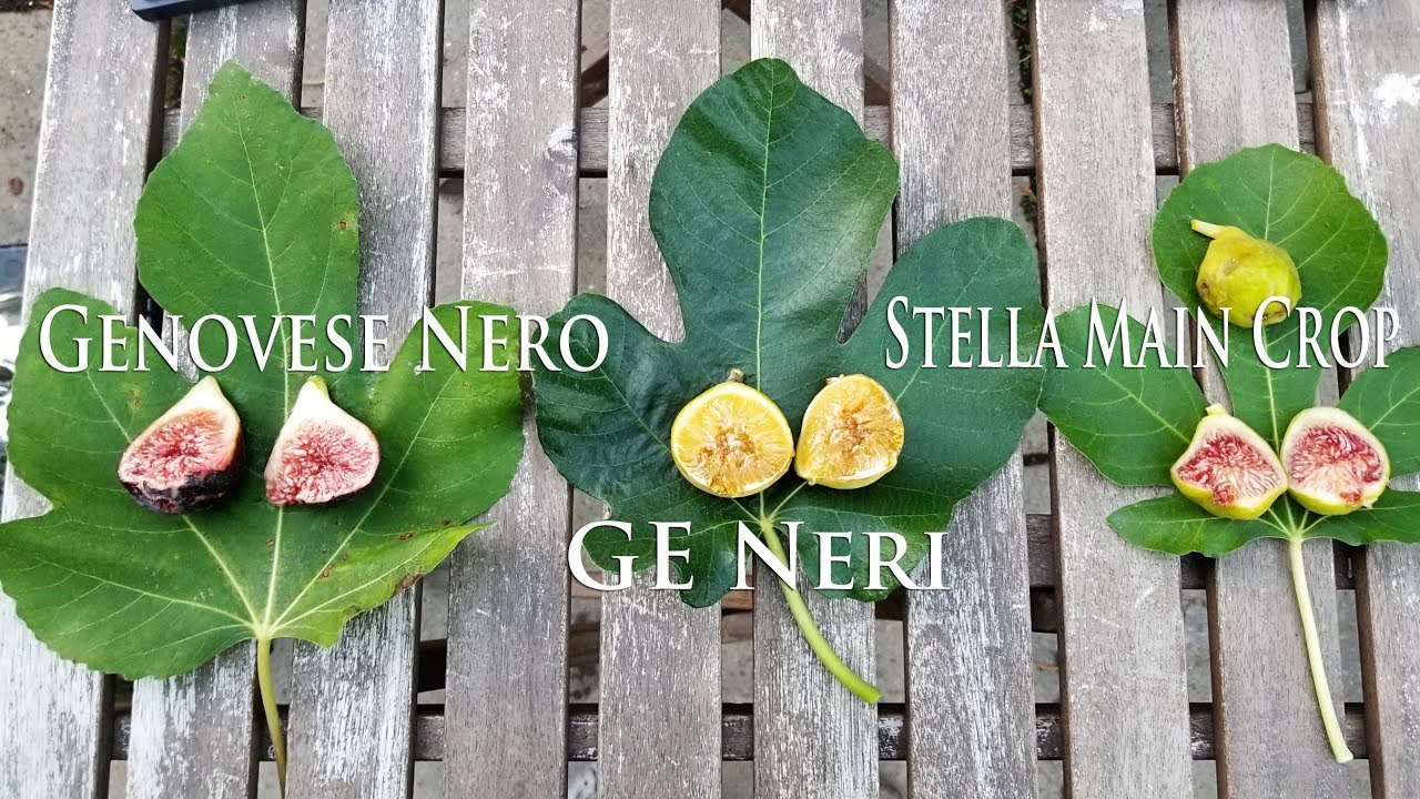 Дегустация GE Neri, Stella Main Crop и Genovese Nero? Инжир 2018 года.