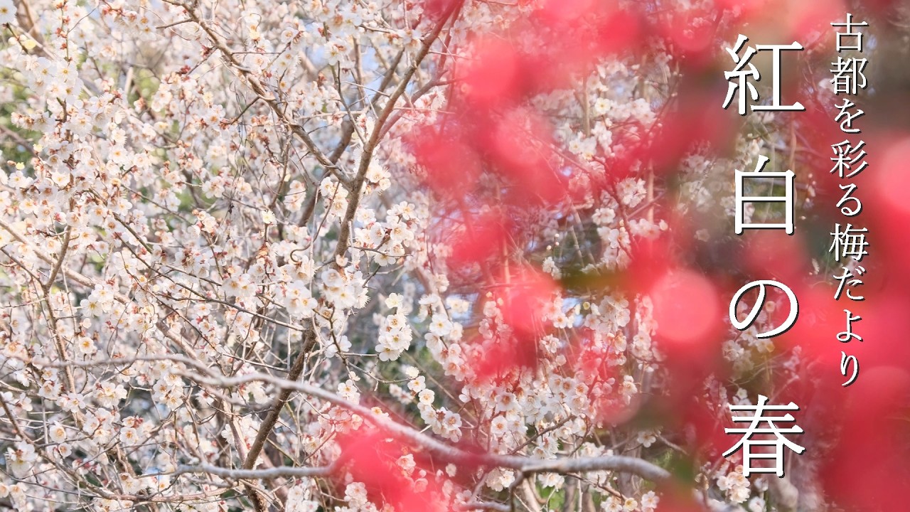 【京都 梅 2026】紅白の春 古都を彩る梅だより ｜ 静かに愛でる隠れた梅の風景