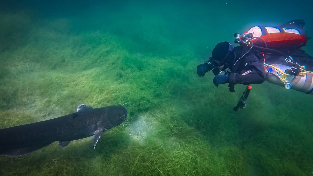 Kulki E1 / Wels-Kontakt & Fisch-Spektakel / 13.06.25