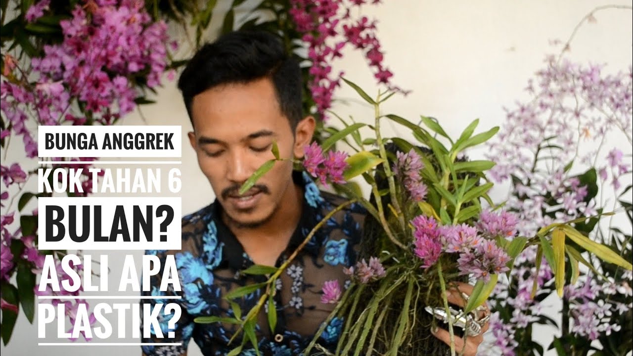 Anggrek Dendrobium bracteosum