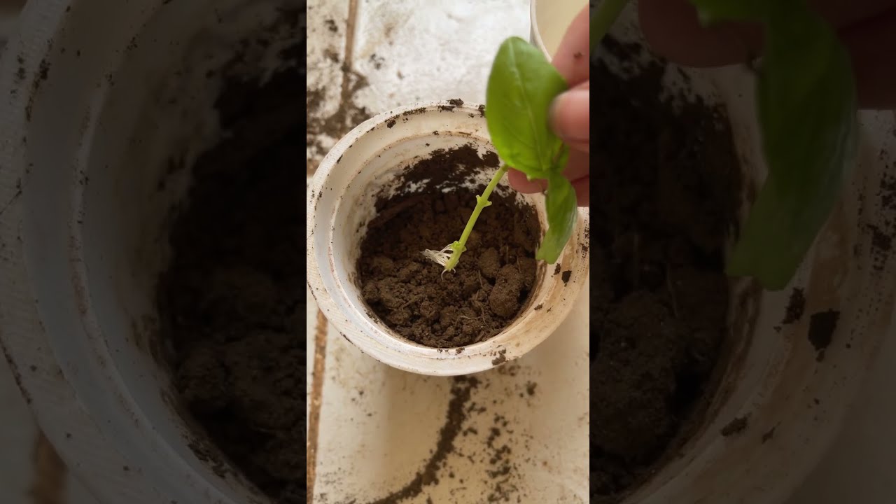 Moved basil from cutting from water into soil #fun #basil #cutting #базилик