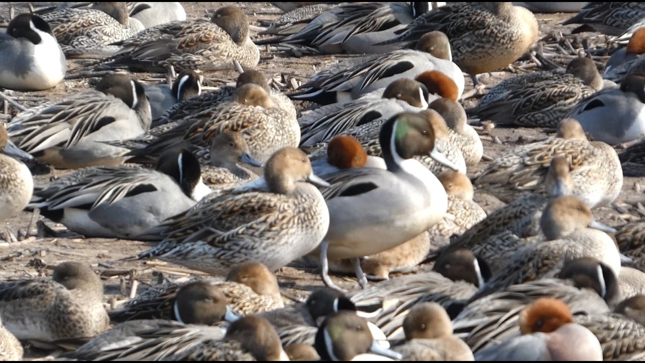【満員御礼】カモの絨毯 @瓢湖(新潟県) / 【Full House of Ducks】Carpet of Ducks at Hyoko, Niigata