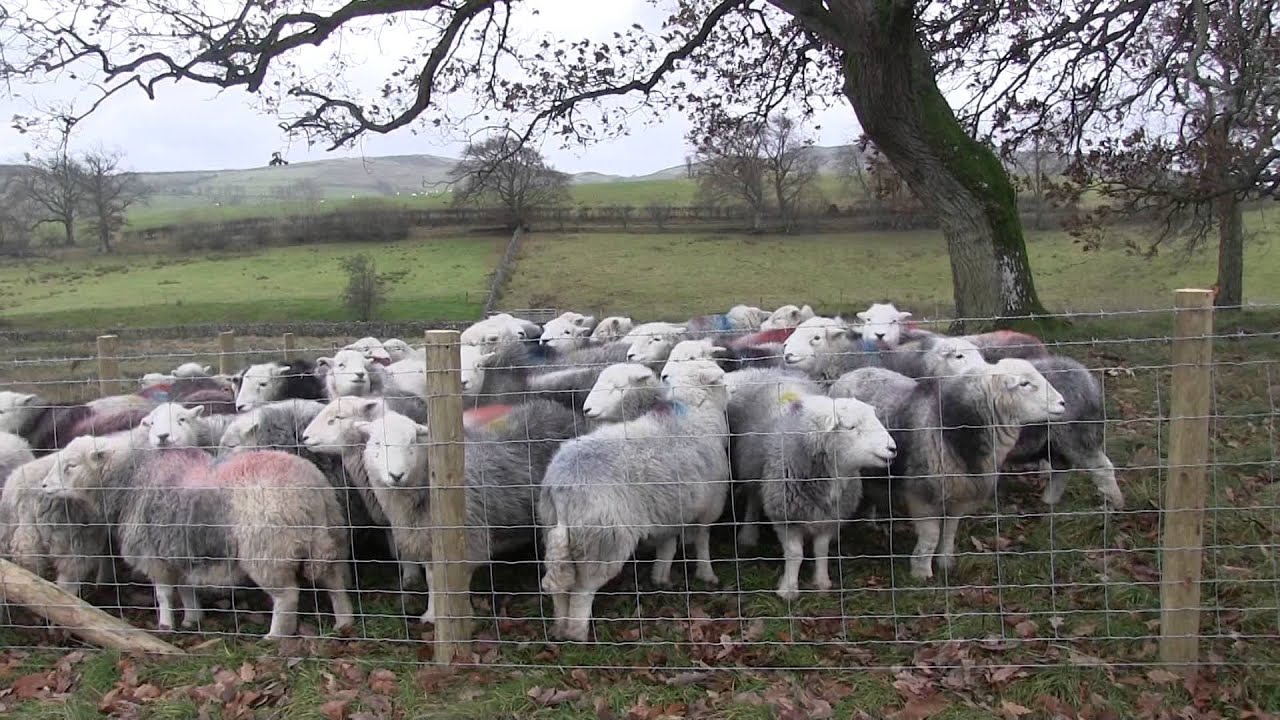 Uplands Special: Case study: James Rebanks, Matterdale