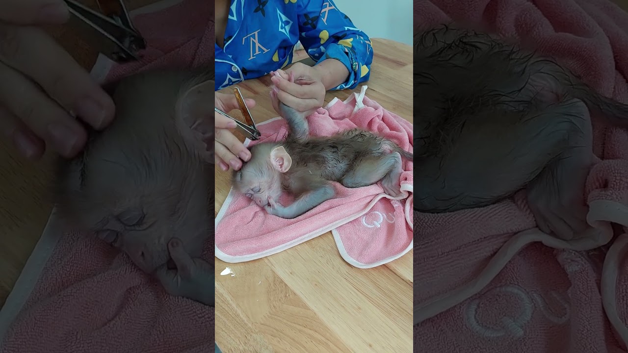 So Cutest Babe Monkey Felt To Sleep While Mom Cutting Nails #cute