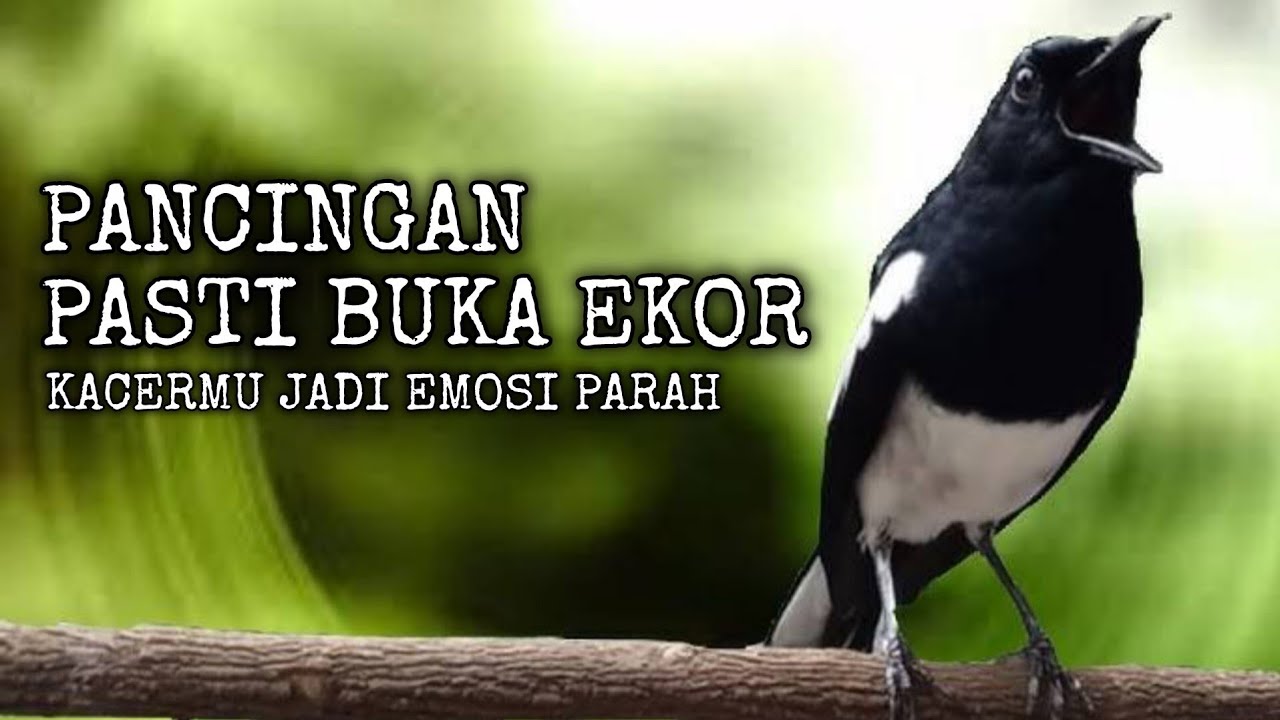 PANCINGAN SUARA BURUNG KACER GACOR SUARA NGEMPLONG PARAH, AUDIO SUPER JERNIH