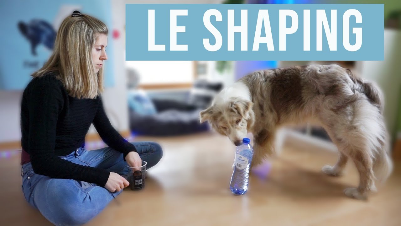 Qu'est-ce que LE SHAPING en éducation Canine ?