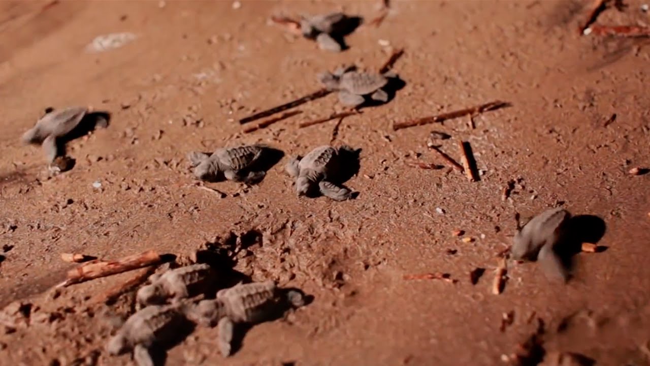 Loggerhead Turtles Return to the Sea　～　Sony's Biodiversity Conservation (Full HD)