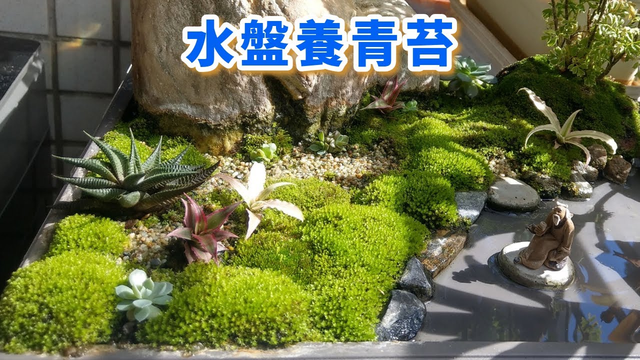 水盤養青苔