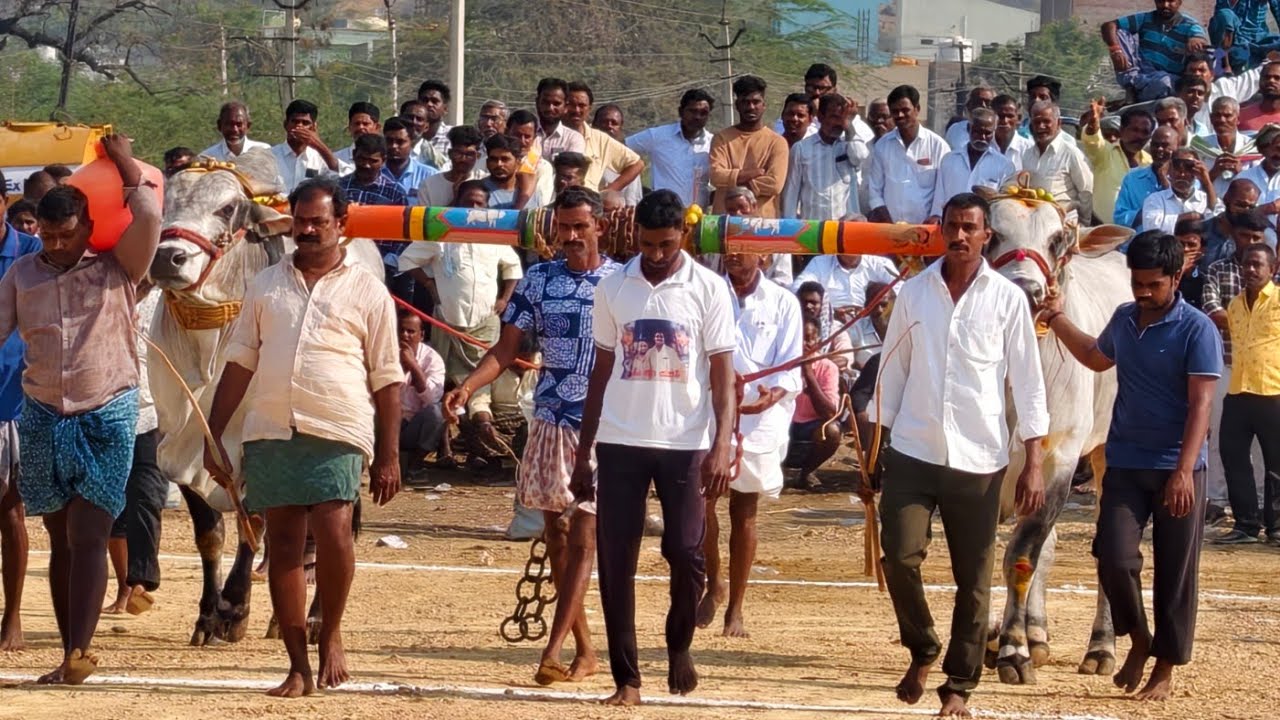2026-యాడికి.సీనియర్స్.14వ జత.పెరుమాళ్ళ శివకృష్ణ యాదవ్ గారు కల్లూరు గ్రామం కడప జిల్లా ( నల్ల చిరుతలు)