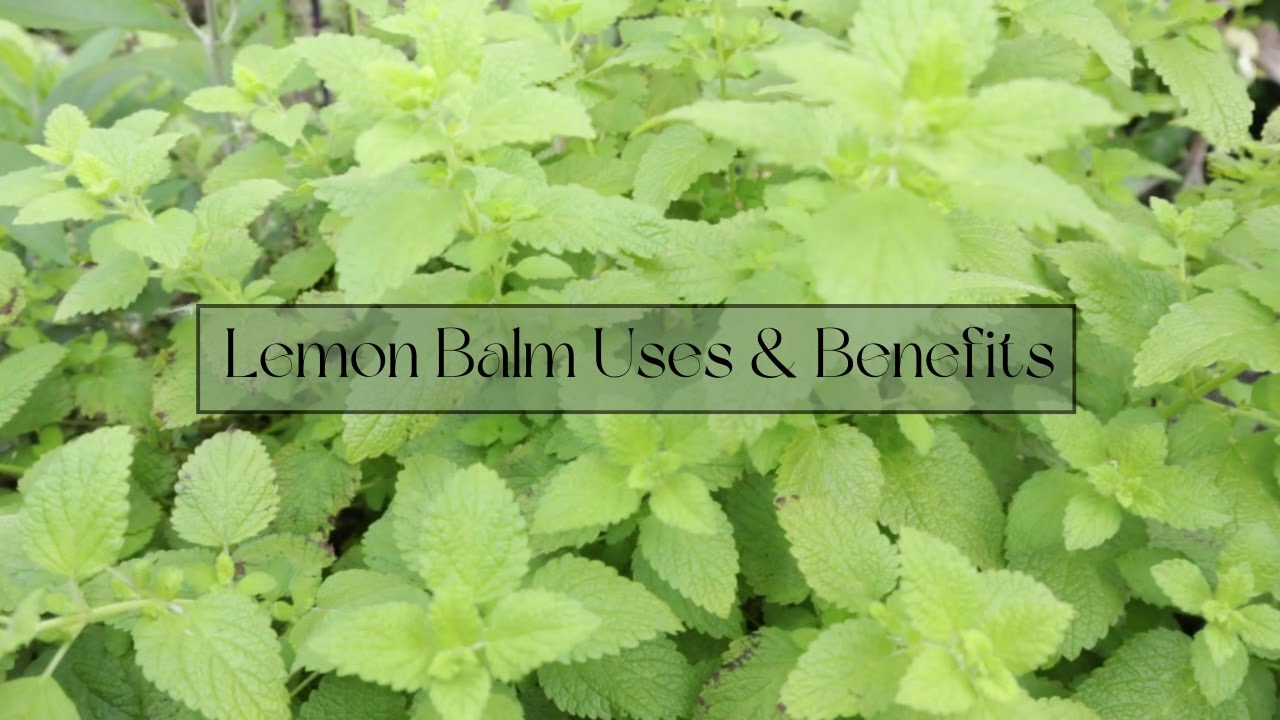 Lemon Balm Uses & Benefits | Shortbread Cookies | Tea