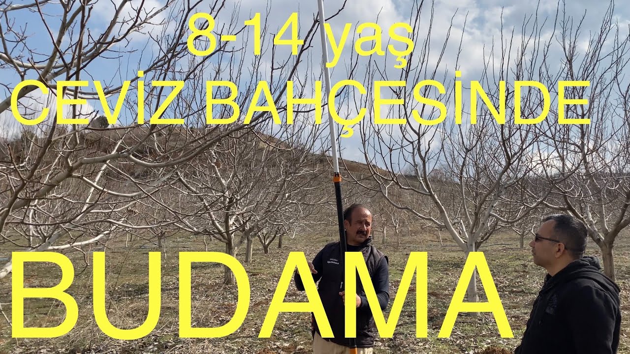 8-14 yaş CEVİZ BAHÇESİNDE BUDAMA, SULAMA, GÜBRELEME VS. VS. VS. Ceviz Adam Ahmet
