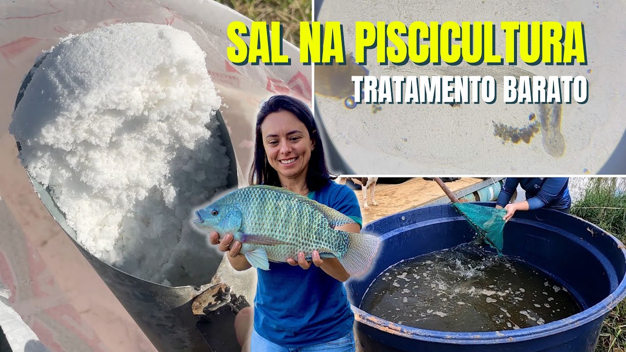 Sal na Piscicultura: O Segredo Barato que Salva Seus Peixes