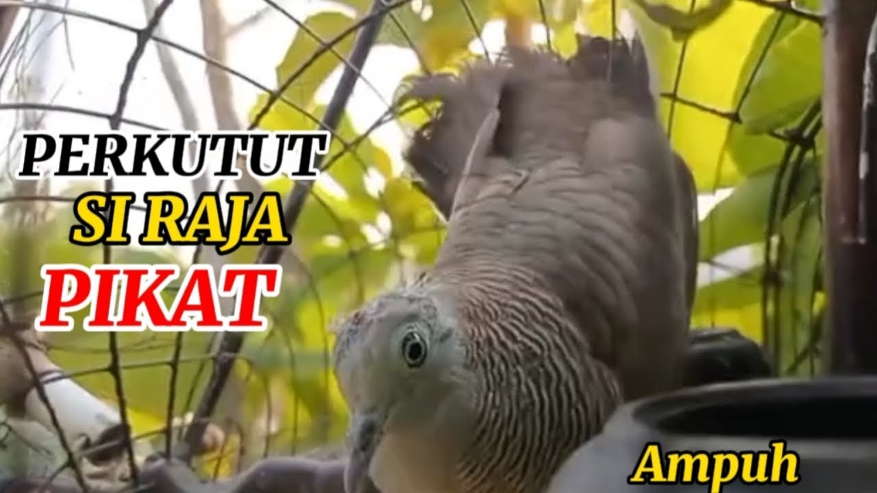 SUARA PERKUTUT LOKAL PEMIKAT, COCOK UNTUK MASTERAN DAN PIKAT